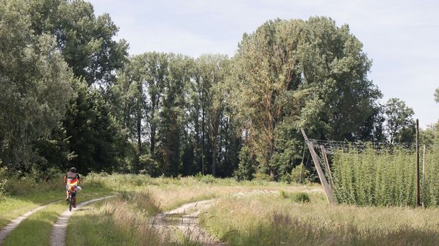 Hopfenpflanzen 