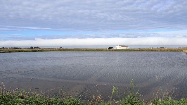 Salzgärten der Île de Noirmoutier 