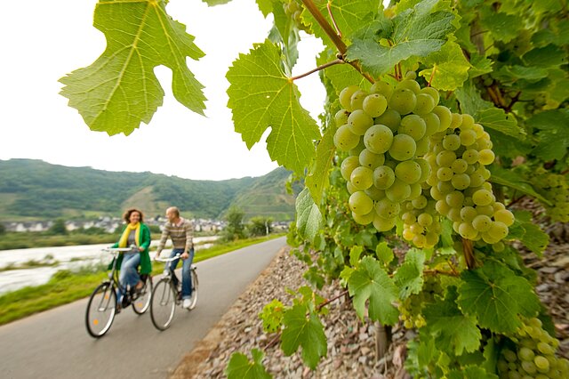 Flussradeln längs der Mosel von Perl bis Koblenz