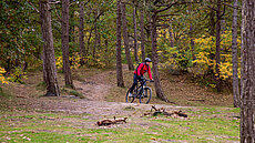 Radfahrer im Wald von Texel